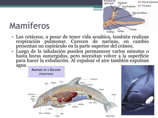 Mamíferos
• Los cetáceos, a pesar de tener vida acuática, también realizan
respiración pulmonar. Carecen de narinas, en cambio
presentan un espiráculo en la parte superior del cráneo.
• Luego de la inhalación pueden permanecer varios minutos o
hasta horas sumergidos, pero necesitan volver a la superficie
para hacer la exhalación. Al expulsar el aire también expulsan
agua.
 