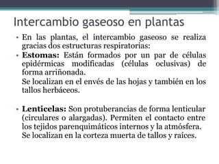 Intercambio gaseoso en plantas
• En las plantas, el intercambio gaseoso se realiza
gracias dos estructuras respiratorias:
• Estomas: Están formados por un par de células
epidérmicas modificadas (células oclusivas) de
forma arriñonada.
Se localizan en el envés de las hojas y también en los
tallos herbáceos.
• Lenticelas: Son protuberancias de forma lenticular
(circulares o alargadas). Permiten el contacto entre
los tejidos parenquimáticos internos y la atmósfera.
Se localizan en la corteza muerta de tallos y raíces.
 