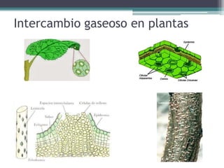 Intercambio gaseoso en plantas
 