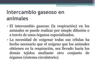 Intercambio gaseoso en
animales
• El intercambio gaseoso (la respiración) en los
animales se puede realizar por simple difusión o
a través de unos órganos especializados.
• La necesidad de oxigenar todas sus células ha
hecho necesario que el oxígeno que los animales
obtienen en la respiración, sea llevado hacia los
demás tejidos mediante otro conjunto de
órganos (sistema circulatorio).
 