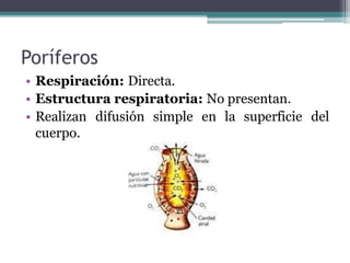 Poríferos
• Respiración: Directa.
• Estructura respiratoria: No presentan.
• Realizan difusión simple en la superficie del
cuerpo.
 