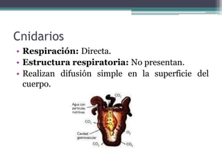 Cnidarios
• Respiración: Directa.
• Estructura respiratoria: No presentan.
• Realizan difusión simple en la superficie del
cuerpo.
 