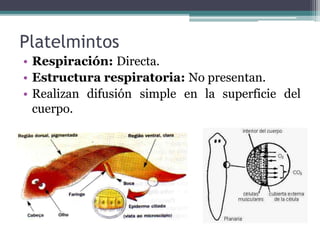 Platelmintos
• Respiración: Directa.
• Estructura respiratoria: No presentan.
• Realizan difusión simple en la superficie del
cuerpo.
 