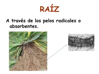 RAÍZ
A través de los pelos radicales o
absorbentes.
 