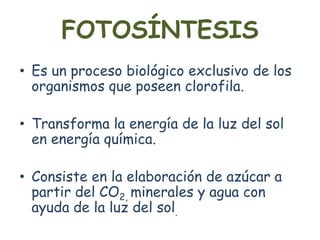 FOTOSÍNTESIS
• Es un proceso biológico exclusivo de los
organismos que poseen clorofila.
• Transforma la energía de la luz del sol
en energía química.
• Consiste en la elaboración de azúcar a
partir del CO2, minerales y agua con
ayuda de la luz del sol.
 