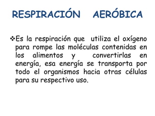 RESPIRACIÓN AERÓBICA
Es la respiración que utiliza el oxígeno
para rompe las moléculas contenidas en
los alimentos y convertirlas en
energía, esa energía se transporta por
todo el organismos hacia otras células
para su respectivo uso.
 