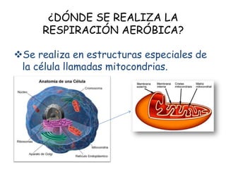 ¿DÓNDE SE REALIZA LA
RESPIRACIÓN AERÓBICA?
Se realiza en estructuras especiales de
la célula llamadas mitocondrias.
 