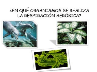 ¿EN QUÉ ORGANISMOS SE REALIZA
LA RESPIRACIÓN AERÓBICA?
 