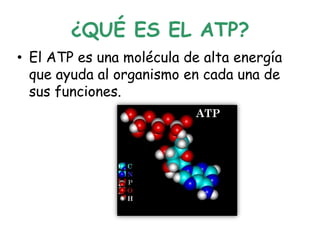¿QUÉ ES EL ATP?
• El ATP es una molécula de alta energía
que ayuda al organismo en cada una de
sus funciones.
 