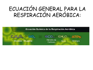 ECUACIÓN GENERAL PARA LA
RESPIRACIÓN AERÓBICA:
 
