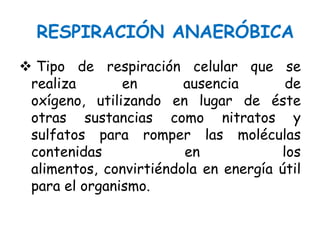 RESPIRACIÓN ANAERÓBICA
 Tipo de respiración celular que se
realiza en ausencia de
oxígeno, utilizando en lugar de éste
otras sustancias como nitratos y
sulfatos para romper las moléculas
contenidas en los
alimentos, convirtiéndola en energía útil
para el organismo.
 