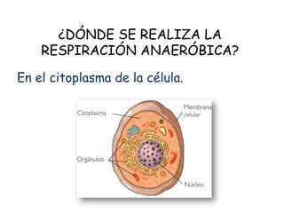 ¿DÓNDE SE REALIZA LA
RESPIRACIÓN ANAERÓBICA?
En el citoplasma de la célula.
 