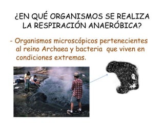 ¿EN QUÉ ORGANISMOS SE REALIZA
LA RESPIRACIÓN ANAERÓBICA?
- Organismos microscópicos pertenecientes
al reino Archaea y bacteria que viven en
condiciones extremas.
 
