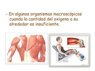 - En algunos organismos macroscópicos
cuando la cantidad del oxigeno a su
alrededor es insuficiente.
 