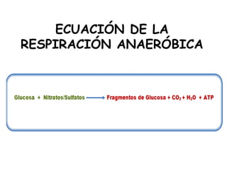ECUACIÓN DE LA
RESPIRACIÓN ANAERÓBICA
 