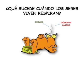 ¿QUÉ SUCEDE CUÁNDO LOS SERES
VIVEN RESPIRAN?
OXÍGENO DIÓXIDO DE
CARONO
 