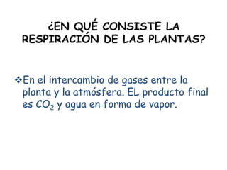 ¿EN QUÉ CONSISTE LA
RESPIRACIÓN DE LAS PLANTAS?
En el intercambio de gases entre la
planta y la atmósfera. EL producto final
es CO2 y agua en forma de vapor.
 