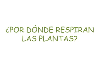 ¿POR DÓNDE RESPIRAN
LAS PLANTAS?
 