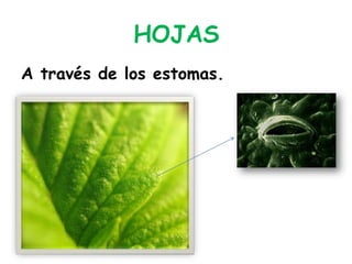 HOJAS
A través de los estomas.
 