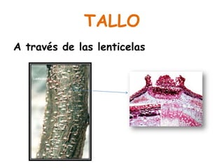 TALLO
A través de las lenticelas
 