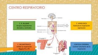 INTERCAMBIO Y TRANSPORTE DE GASES CONTROL DE LA RESPIRACION.pdf