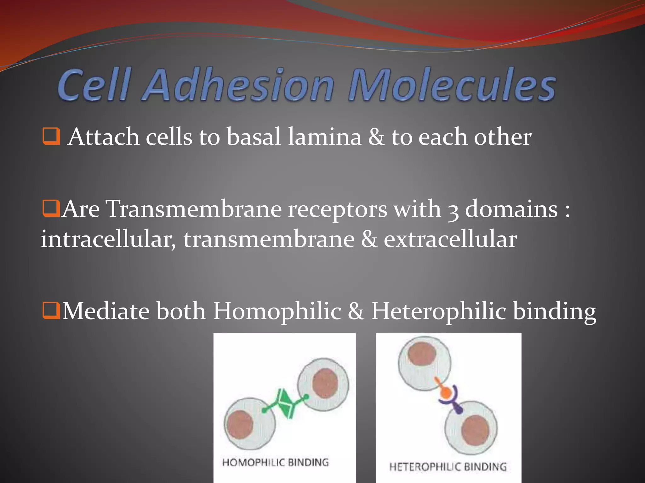  Attach cells to basal lamina & to each other
Are Transmembrane receptors with 3 domains :
intracellular, transmembrane & extracellular
Mediate both Homophilic & Heterophilic binding
 