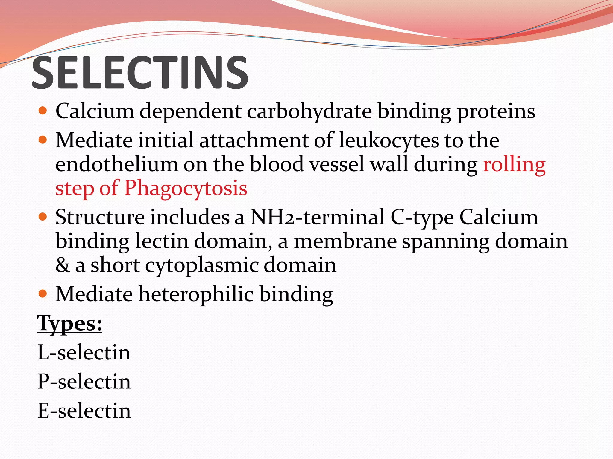 SELECTINS
 Calcium dependent carbohydrate binding proteins
 Mediate initial attachment of leukocytes to the
endothelium on the blood vessel wall during rolling
step of Phagocytosis
 Structure includes a NH2-terminal C-type Calcium
binding lectin domain, a membrane spanning domain
& a short cytoplasmic domain
 Mediate heterophilic binding
Types:
L-selectin
P-selectin
E-selectin
 