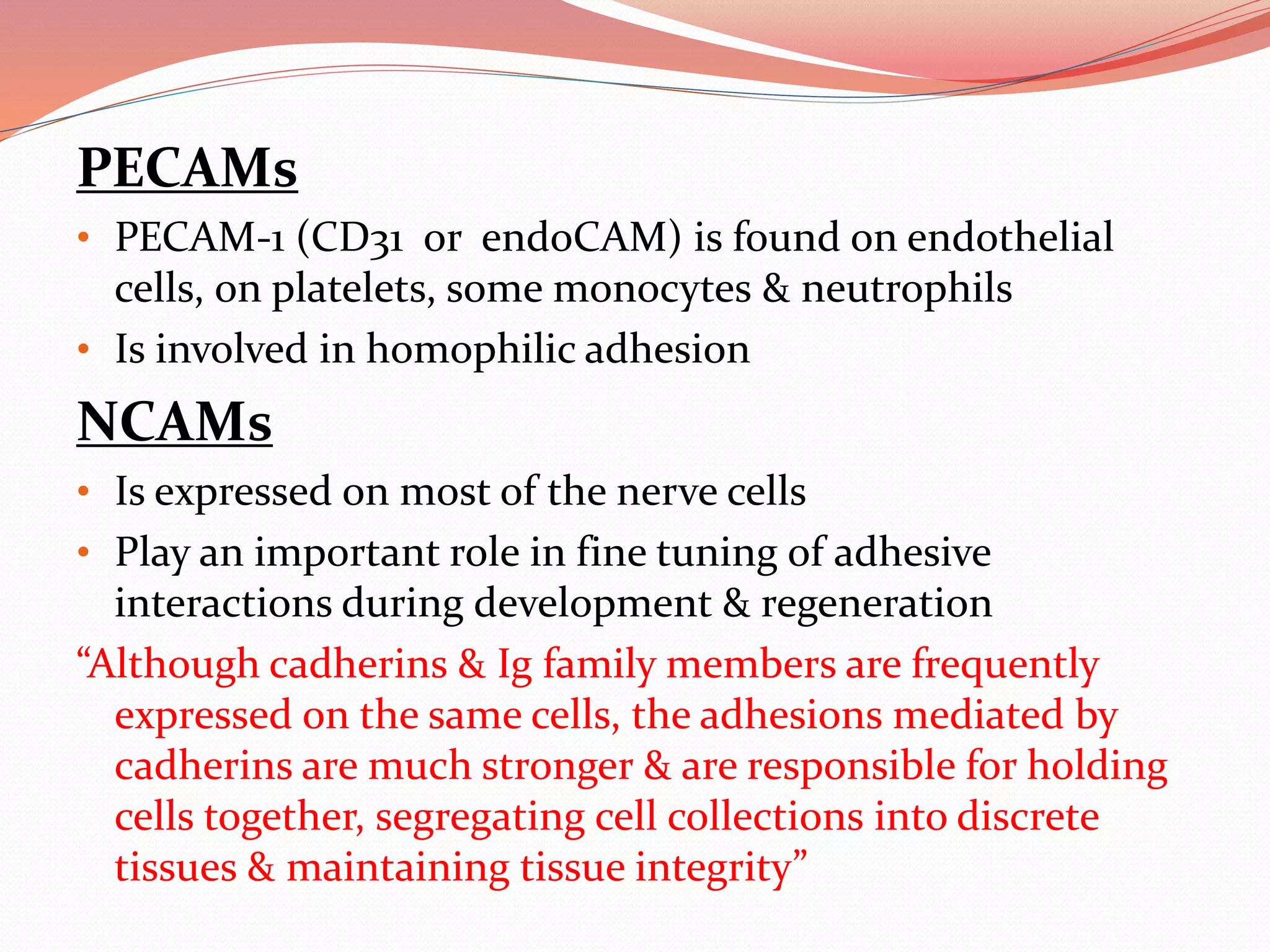 PECAMs
• PECAM-1 (CD31 or endoCAM) is found on endothelial
cells, on platelets, some monocytes & neutrophils
• Is involved in homophilic adhesion
NCAMs
• Is expressed on most of the nerve cells
• Play an important role in fine tuning of adhesive
interactions during development & regeneration
“Although cadherins & Ig family members are frequently
expressed on the same cells, the adhesions mediated by
cadherins are much stronger & are responsible for holding
cells together, segregating cell collections into discrete
tissues & maintaining tissue integrity”
 