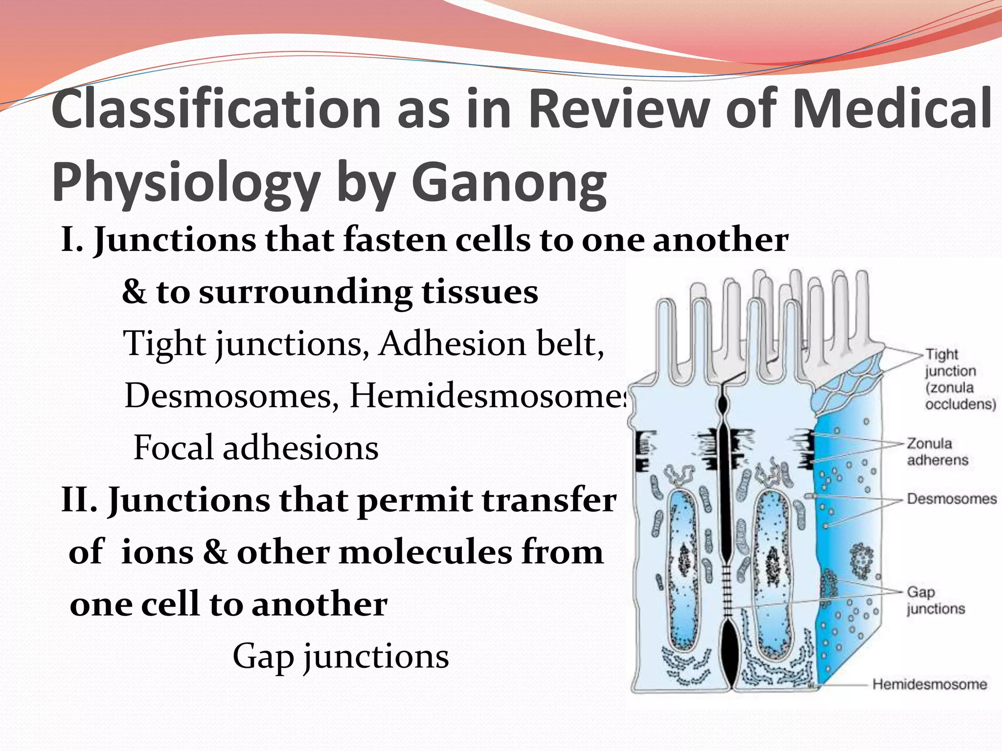Classification as in Review of Medical
Physiology by Ganong
I. Junctions that fasten cells to one another
& to surrounding tissues
Tight junctions, Adhesion belt,
Desmosomes, Hemidesmosomes
Focal adhesions
II. Junctions that permit transfer
of ions & other molecules from
one cell to another
Gap junctions
 