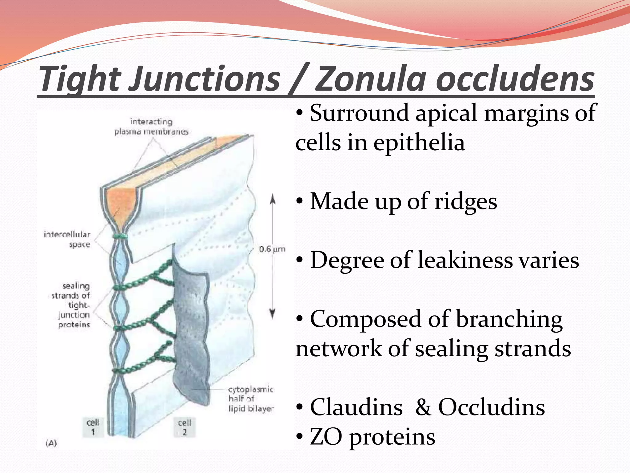 Tight Junctions / Zonula occludens
• Surround apical margins of
cells in epithelia
• Made up of ridges
• Degree of leakiness varies
• Composed of branching
network of sealing strands
• Claudins & Occludins
• ZO proteins
 