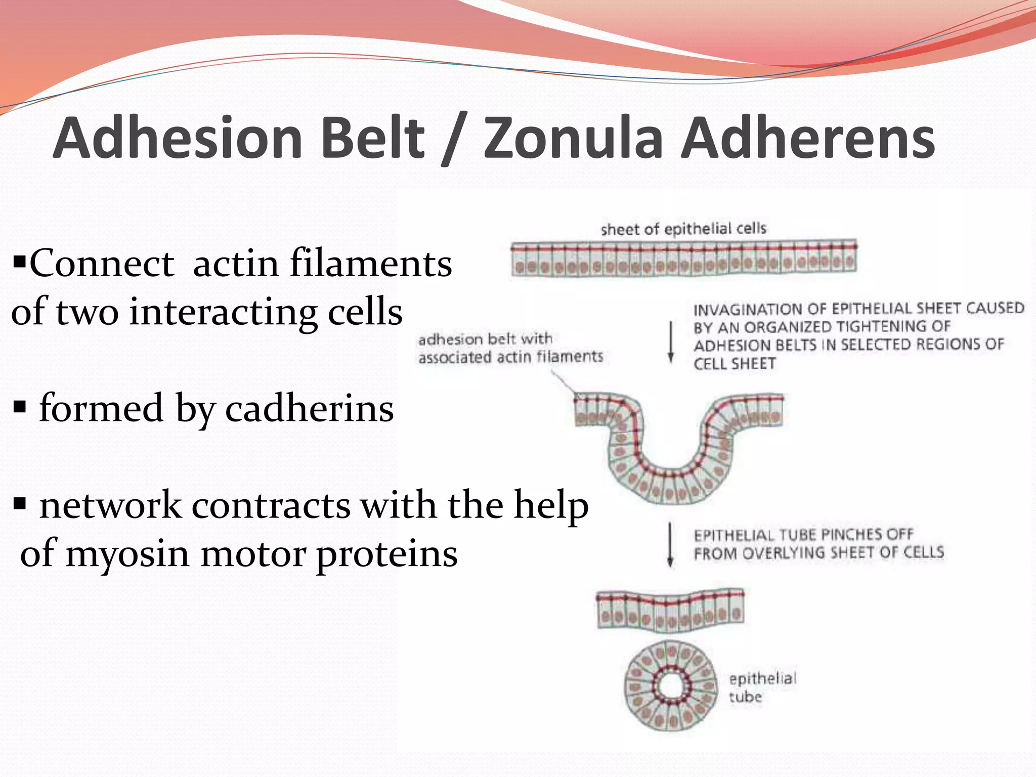Adhesion Belt / Zonula Adherens
Connect actin filaments
of two interacting cells
 formed by cadherins
 network contracts with the help
of myosin motor proteins
 