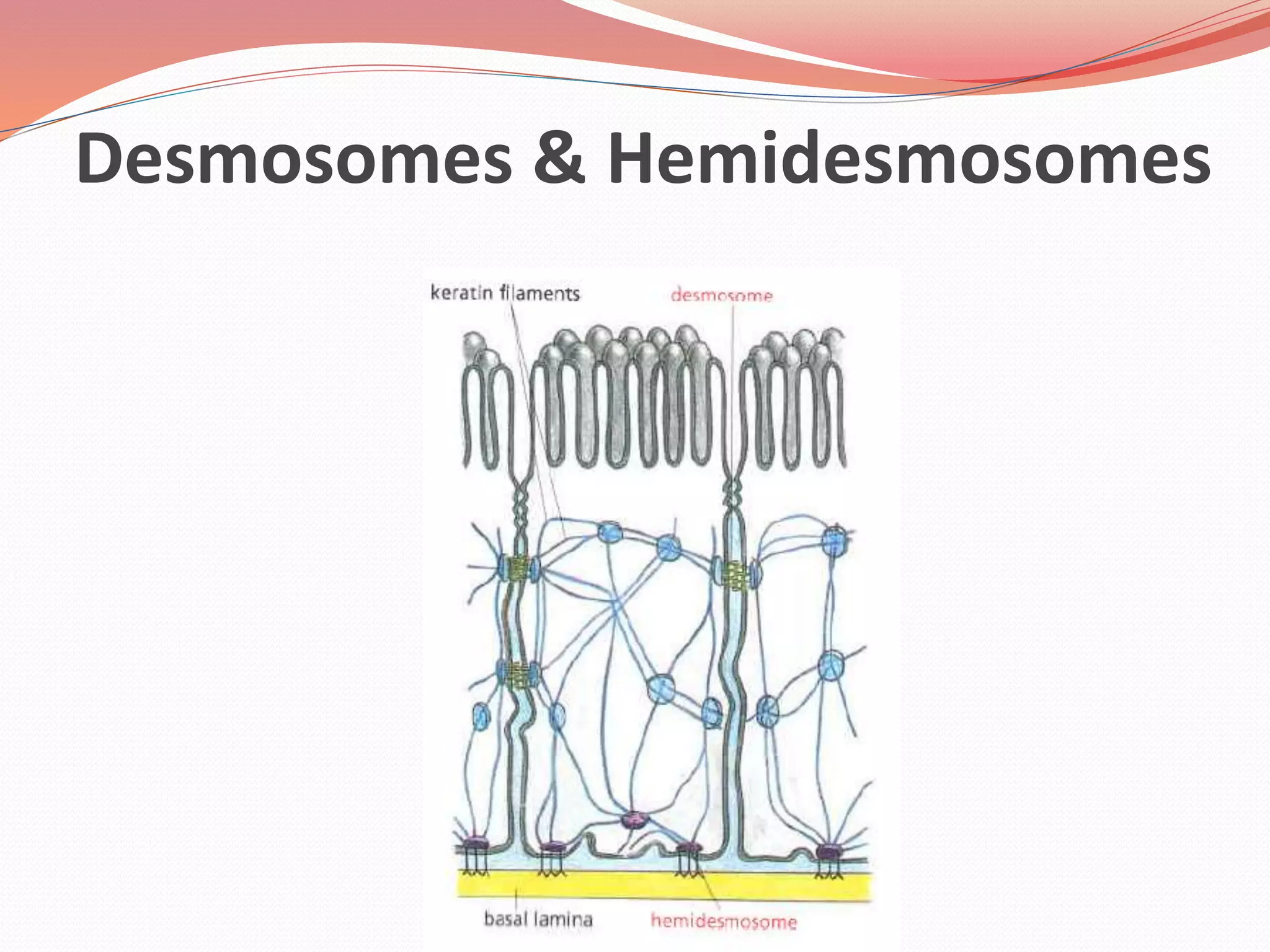 Desmosomes & Hemidesmosomes
 