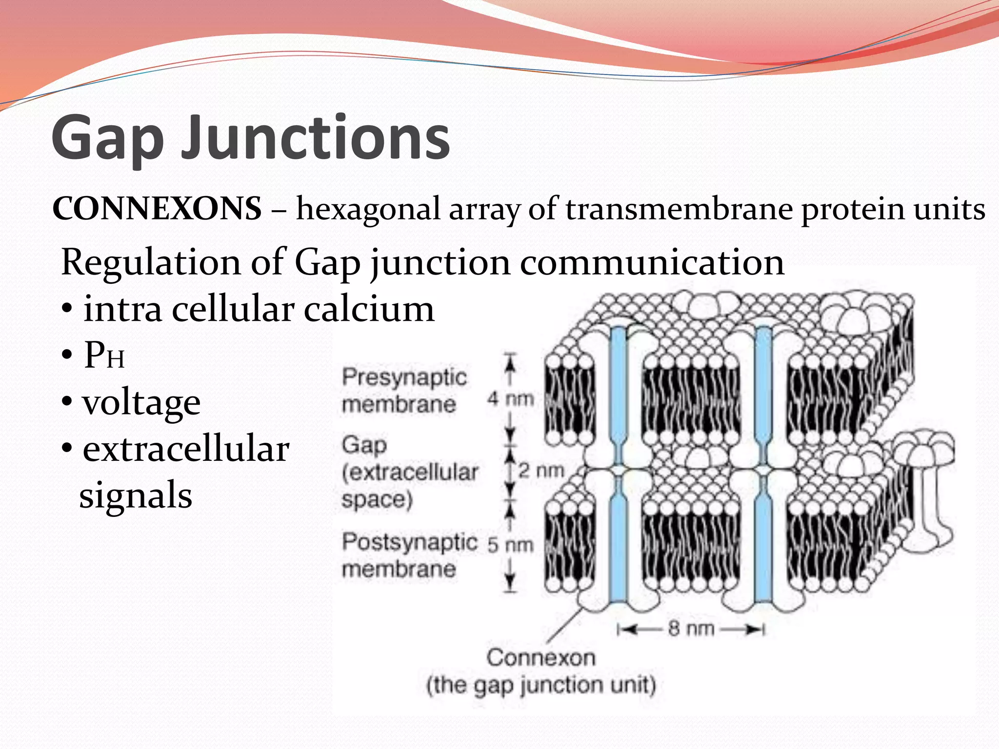 Gap Junctions
CONNEXONS – hexagonal array of transmembrane protein units
Regulation of Gap junction communication
• intra cellular calcium
• PH
• voltage
• extracellular
signals
 