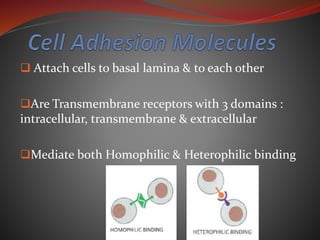  Attach cells to basal lamina & to each other
Are Transmembrane receptors with 3 domains :
intracellular, transmembrane & extracellular
Mediate both Homophilic & Heterophilic binding
 