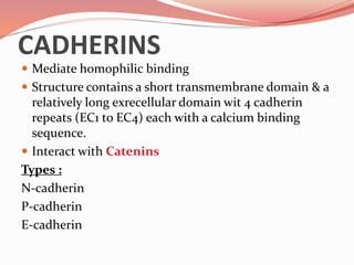 CADHERINS
 Mediate homophilic binding
 Structure contains a short transmembrane domain & a
relatively long exrecellular domain wit 4 cadherin
repeats (EC1 to EC4) each with a calcium binding
sequence.
 Interact with Catenins
Types :
N-cadherin
P-cadherin
E-cadherin
 