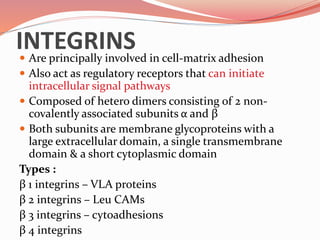 INTEGRINS Are principally involved in cell-matrix adhesion
 Also act as regulatory receptors that can initiate
intracellular signal pathways
 Composed of hetero dimers consisting of 2 non-
covalently associated subunits α and β
 Both subunits are membrane glycoproteins with a
large extracellular domain, a single transmembrane
domain & a short cytoplasmic domain
Types :
β 1 integrins – VLA proteins
β 2 integrins – Leu CAMs
β 3 integrins – cytoadhesions
β 4 integrins
 