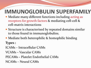 IMMUNOGLOBULIN SUPERFAMILY
 Mediate many different functions including acting as
receptors for growth factors & mediating cell-cell &
cell-matrix interactions
 Structure is characterised by repeated domains similar
to those found in immunoglobulins.
 Mediate both heterophilic & homophilic binding
Types :
ICAMs – Intracellular CAMs
VCAMs – Vascular CAMs
PECAMs – Platelet Endothelial CAMs
NCAMs – Neural CAMs
 