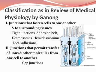 Classification as in Review of Medical
Physiology by Ganong
I. Junctions that fasten cells to one another
& to surrounding tissues
Tight junctions, Adhesion belt,
Desmosomes, Hemidesmosomes
Focal adhesions
II. Junctions that permit transfer
of ions & other molecules from
one cell to another
Gap junctions
 