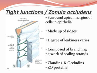 Tight Junctions / Zonula occludens
• Surround apical margins of
cells in epithelia
• Made up of ridges
• Degree of leakiness varies
• Composed of branching
network of sealing strands
• Claudins & Occludins
• ZO proteins
 