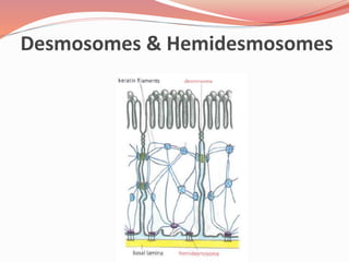 Desmosomes & Hemidesmosomes
 