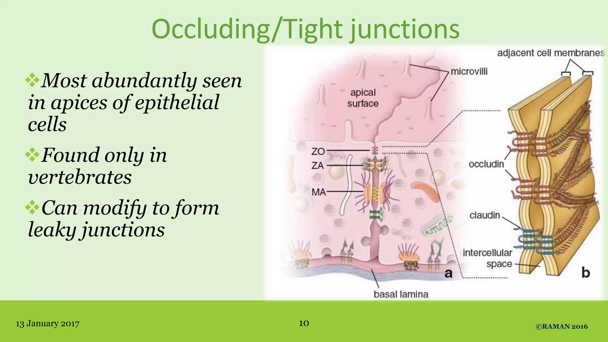 Occluding/Tight junctions
Most abundantly seen
in apices of epithelial
cells
Found only in
vertebrates
Can modify to form
leaky junctions
13 January 2017 ©RAMAN 201610
 