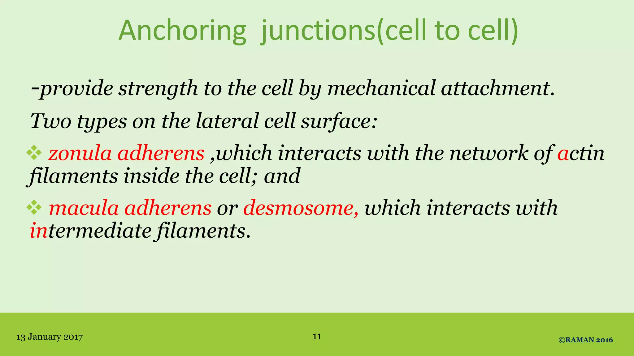 Anchoring junctions(cell to cell)
-provide strength to the cell by mechanical attachment.
Two types on the lateral cell surface:
 zonula adherens ,which interacts with the network of actin
filaments inside the cell; and
 macula adherens or desmosome, which interacts with
intermediate filaments.
13 January 2017 ©RAMAN 201611
 