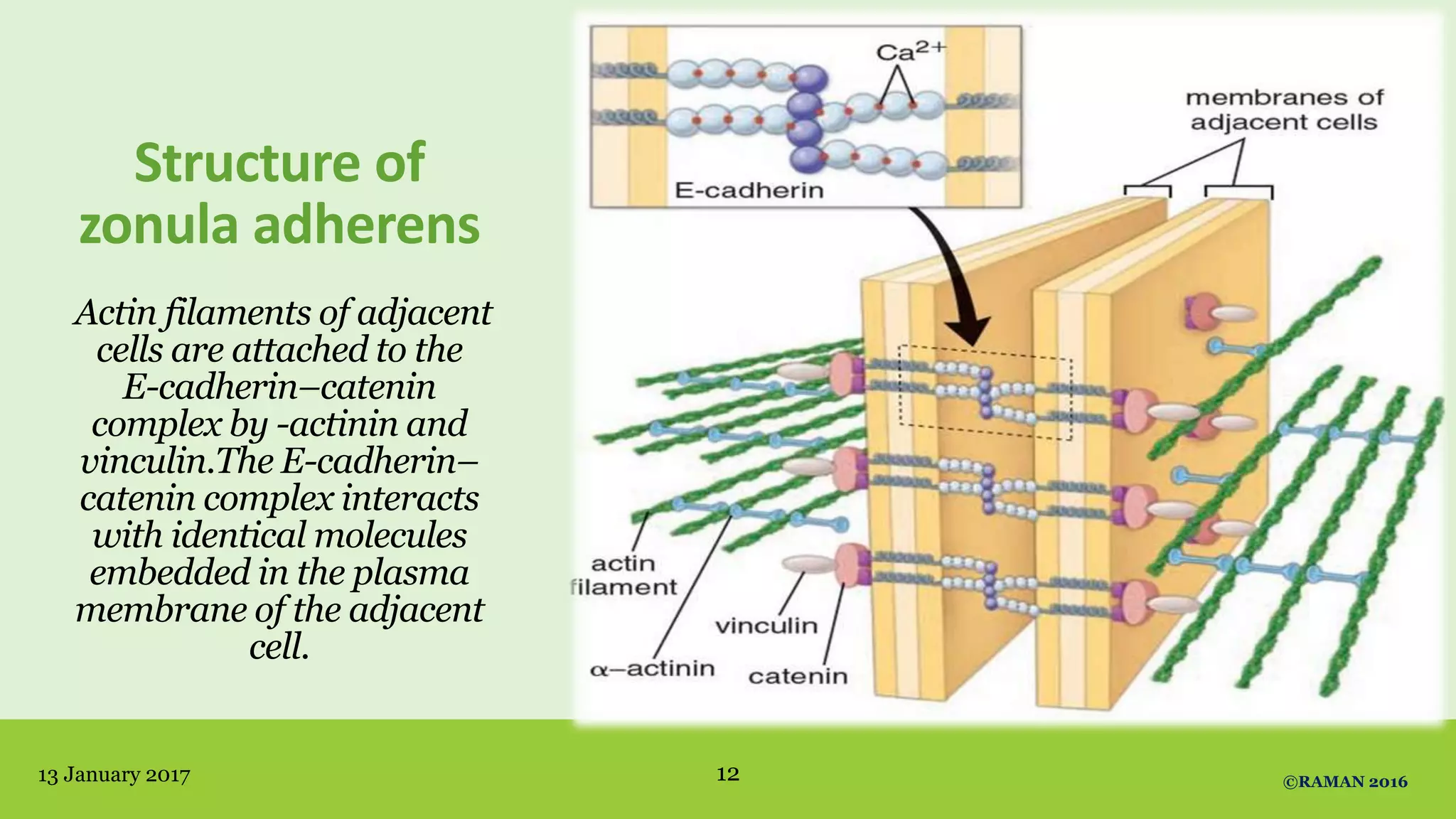 Structure of
zonula adherens
Actin filaments of adjacent
cells are attached to the
E-cadherin–catenin
complex by -actinin and
vinculin.The E-cadherin–
catenin complex interacts
with identical molecules
embedded in the plasma
membrane of the adjacent
cell.
13 January 2017 ©RAMAN 201612
 
