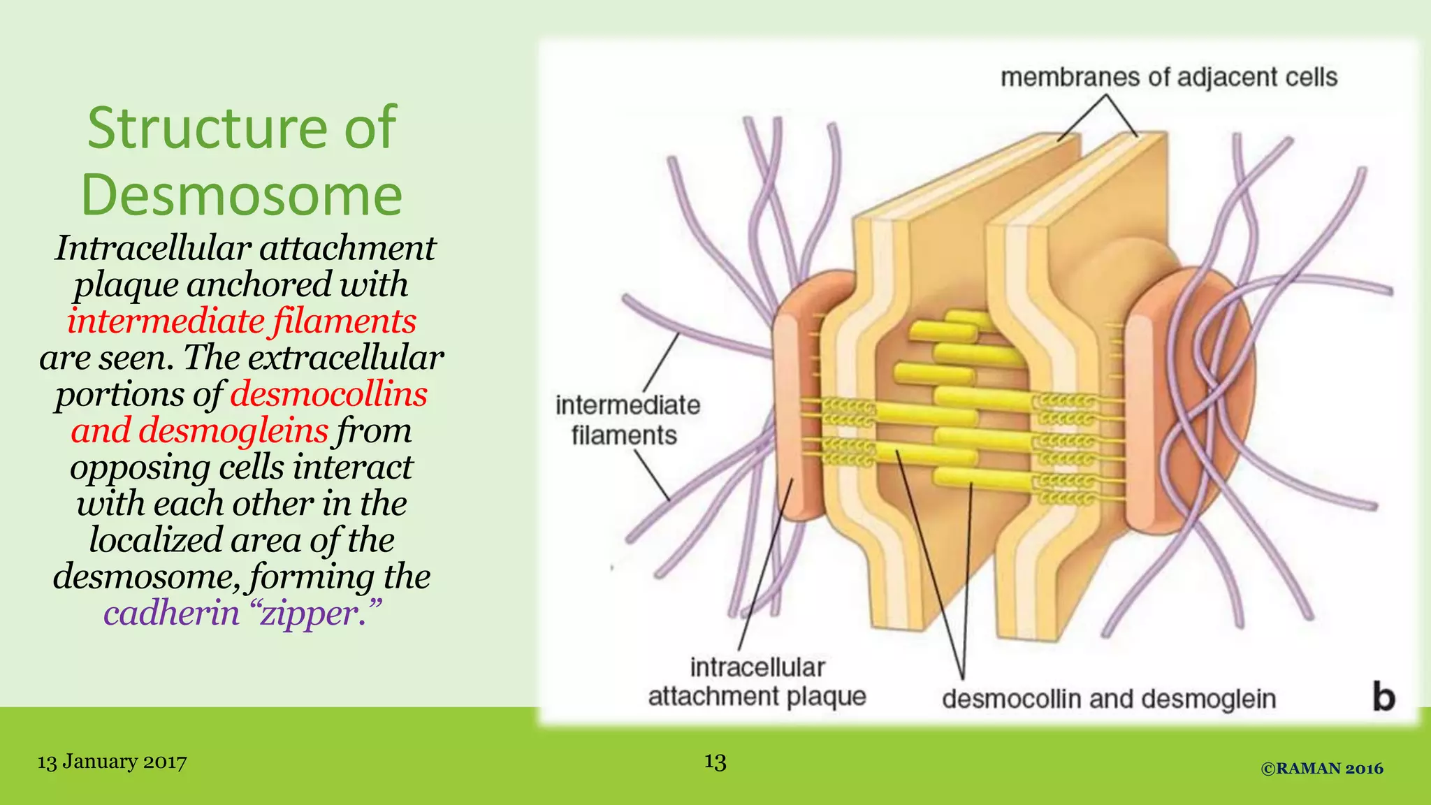 Structure of
Desmosome
Intracellular attachment
plaque anchored with
intermediate filaments
are seen. The extracellular
portions of desmocollins
and desmogleins from
opposing cells interact
with each other in the
localized area of the
desmosome, forming the
cadherin “zipper.”
13 January 2017 13 ©RAMAN 2016
 