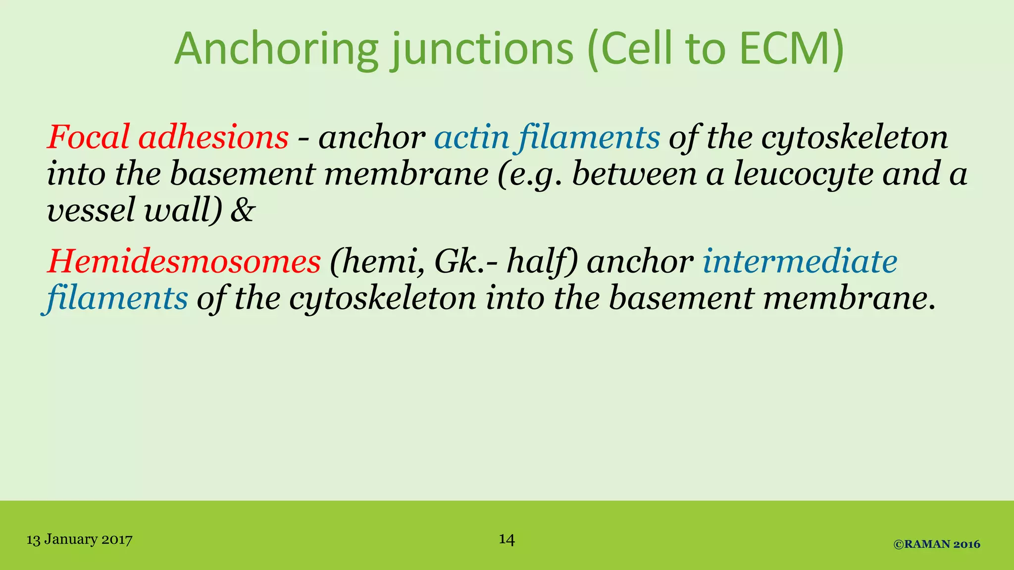 Anchoring junctions (Cell to ECM)
Focal adhesions - anchor actin filaments of the cytoskeleton
into the basement membrane (e.g. between a leucocyte and a
vessel wall) &
Hemidesmosomes (hemi, Gk.- half) anchor intermediate
filaments of the cytoskeleton into the basement membrane.
13 January 2017 ©RAMAN 201614
 