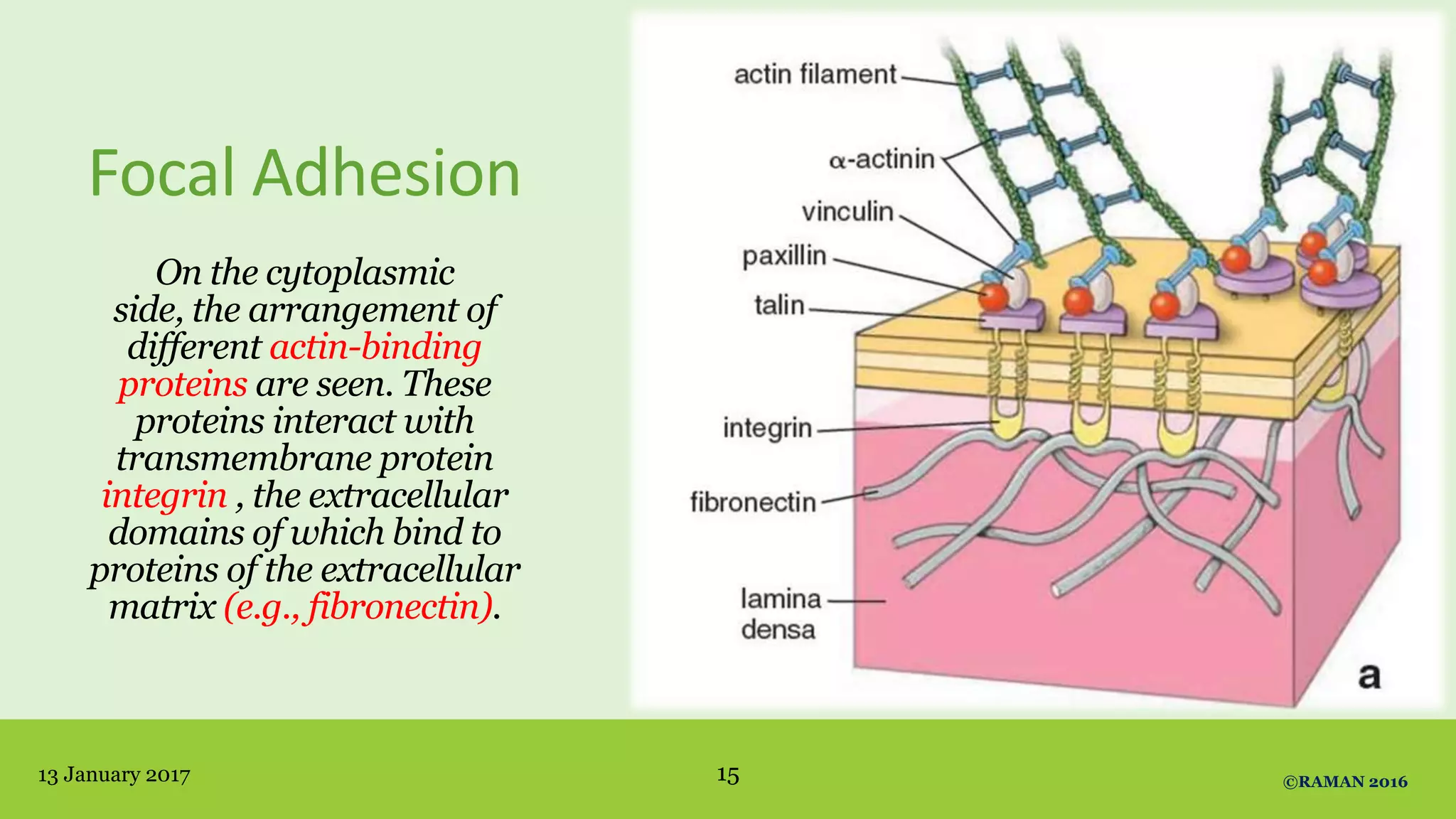 Focal Adhesion
On the cytoplasmic
side, the arrangement of
different actin-binding
proteins are seen. These
proteins interact with
transmembrane protein
integrin , the extracellular
domains of which bind to
proteins of the extracellular
matrix (e.g., fibronectin).
13 January 2017 ©RAMAN 201615
 