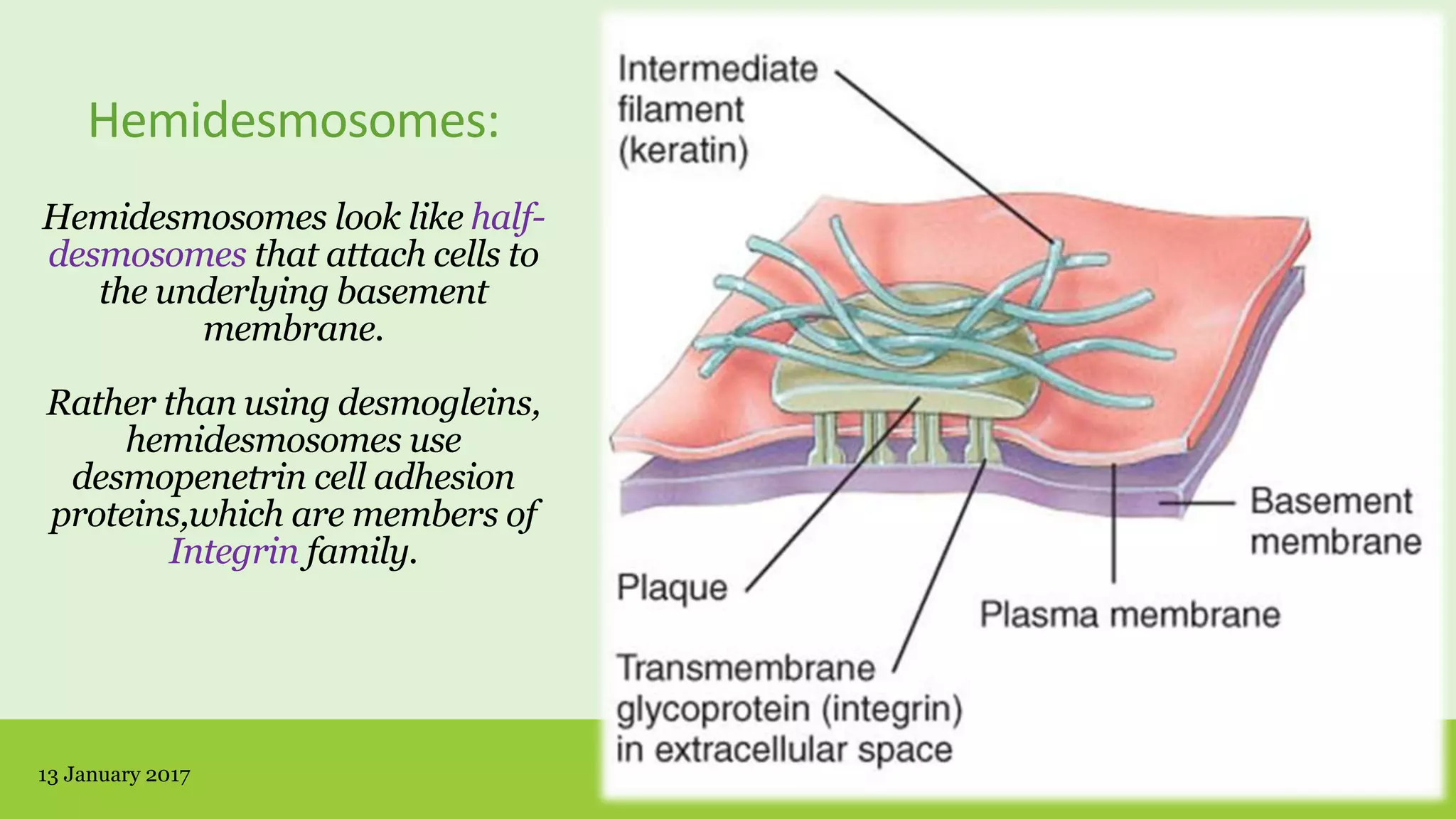 Hemidesmosomes:
Hemidesmosomes look like half-
desmosomes that attach cells to
the underlying basement
membrane.
Rather than using desmogleins,
hemidesmosomes use
desmopenetrin cell adhesion
proteins,which are members of
Integrin family.
13 January 2017 ©RAMAN 201616
 