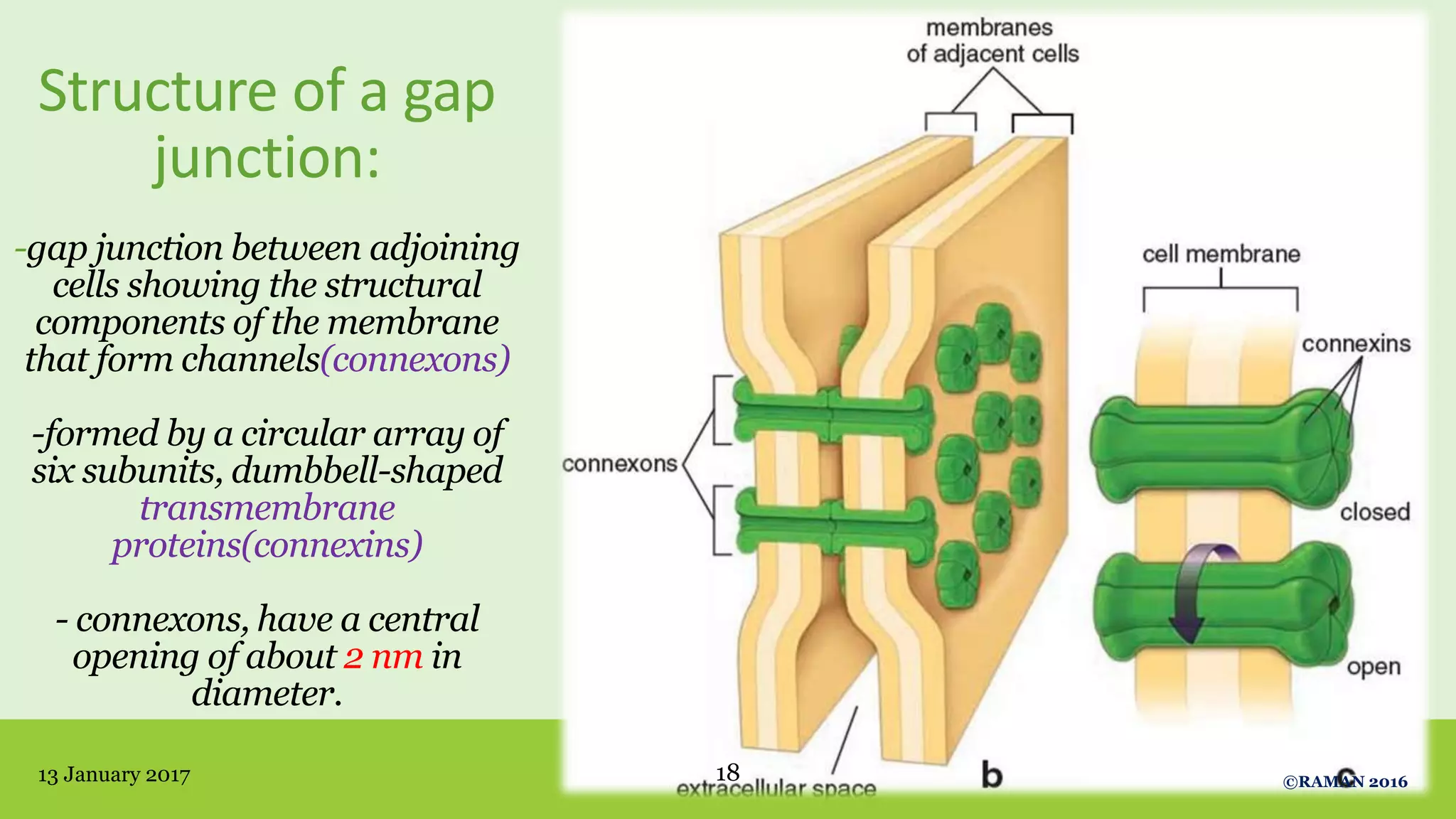 Structure of a gap
junction:
-gap junction between adjoining
cells showing the structural
components of the membrane
that form channels(connexons)
-formed by a circular array of
six subunits, dumbbell-shaped
transmembrane
proteins(connexins)
- connexons, have a central
opening of about 2 nm in
diameter.
13 January 2017 18 ©RAMAN 2016
 