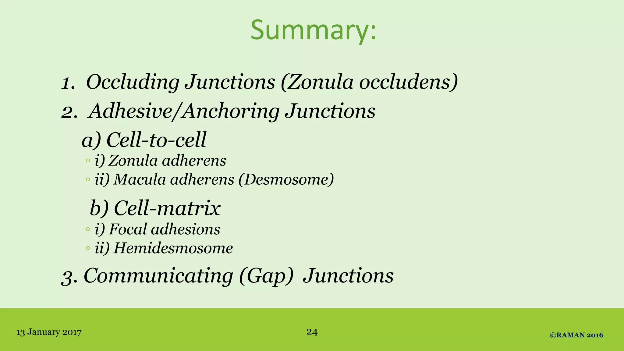 Summary:
1. Occluding Junctions (Zonula occludens)
2. Adhesive/Anchoring Junctions
a) Cell-to-cell
◦ i) Zonula adherens
◦ ii) Macula adherens (Desmosome)
b) Cell-matrix
◦ i) Focal adhesions
◦ ii) Hemidesmosome
3. Communicating (Gap) Junctions
13 January 2017 24 ©RAMAN 2016
 