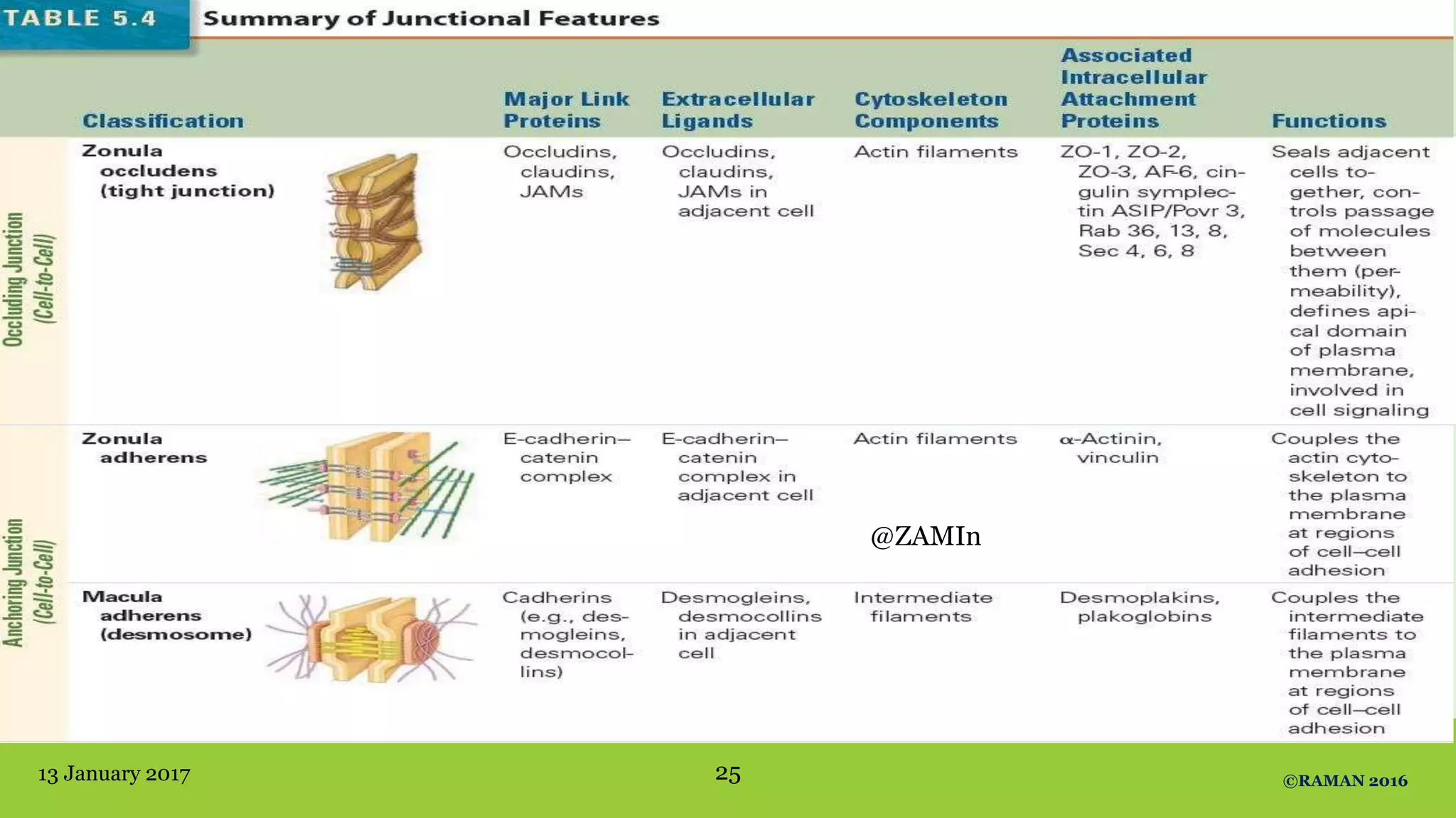 13 January 2017 ©RAMAN 201625
@ZAMIn
 
